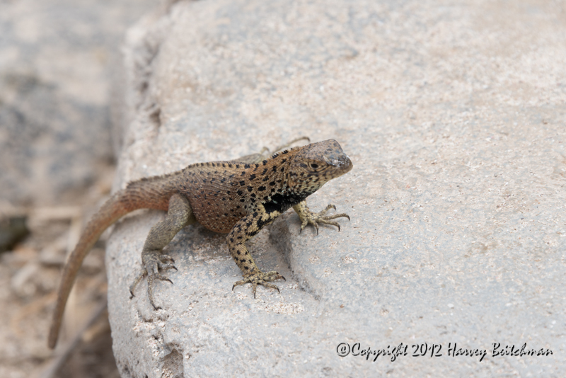 3475 Lava Lizard.jpg